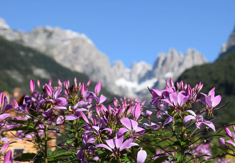 Residence Molveno 3 Stelle AlpenRose  - Tra il lago di Molveno e le Dolomiti di Brenta in Trentino